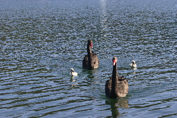 IMG_0095
